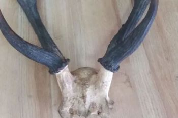 BKSDA Maluku amankan opsetan tanduk rusa dari penumpang kapal Pelni