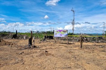 Indonesia reclaims encroached forest in Bengkulu's elephant habitat