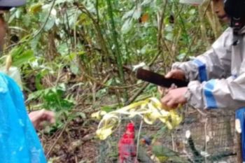 BKSDA Maluku lepas liarkan empat burung dilindungi di Sungai Nief Seram Timur
