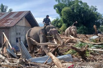 Dari tsunami ke bencana banjir, gajah sumatera datang membantu Aceh