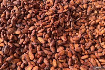 Anomali kegemilangan hilirisasi kakao