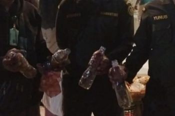 BKSDA Maluku mengamankan 9 ekor satwa disembunyikan dalam botol