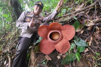 Rafflesia Arnoldii kembali mekar di Rejang Lebong Bengkulu