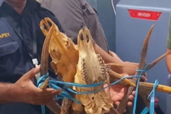 BKSDA Maluku amankan tiga opsetan rusa di pelabuhan Ambon saat pemeriksaan rutin