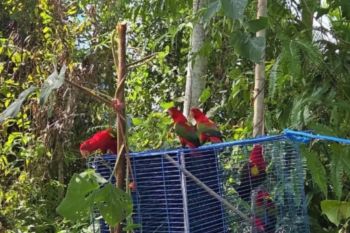 BKSDA Maluku lepasliarkan tujuh ekor satwa nuri ternate