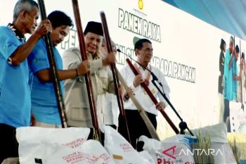 Pelajaran penting dari swasembada beras 2025