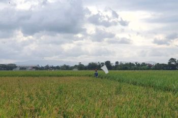 Tanah masam hambatan tersembunyi produktivitas dan pendapatan petani