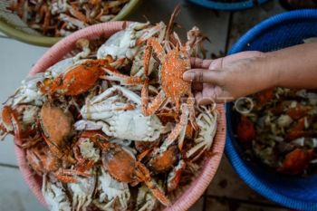 Indonesia issues 292 permits for swimming crab shipments to the US