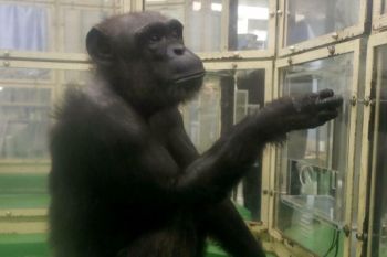 Simpanse melek huruf di Jepang mati di usia 49 tahun