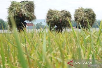 Menuju kemajuan bangsa sejati melalui swasembada pangan