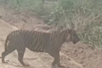 Penampakan anak harimau di Desa Pulau Muda Pelalawan