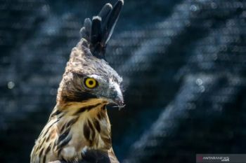 Pakar UGM mengingatkan dampak ekologis jika elang jawa punah