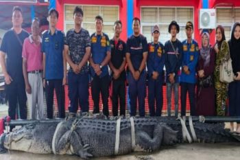 DPKP Indragiri Hilir evakuasi buaya sepanjang 2,2 meter yang ditangkap warga