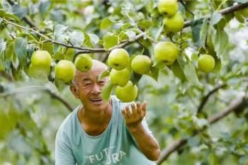 Xinhua Silk Road: Teknologi Digital Dorong Pertumbuhan Industri Pir Wangi Yulu di Tiongkok Bagian Utara