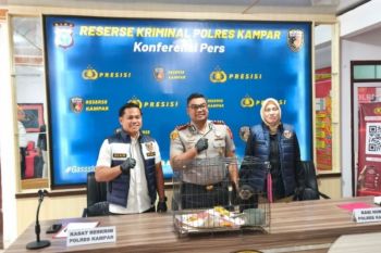 Kembali ada transaksi ilegal satwa dilindungi Owa Ungko, dijual Rp8 juta di Kampar
