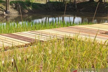 Pemkot Palembang optimalisasi 3.000 hektare sawah tingkatkan ketahanan pangan