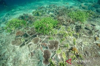 Pemerintah genjot upaya konservasi terumbu karang melalui pengalihan utang