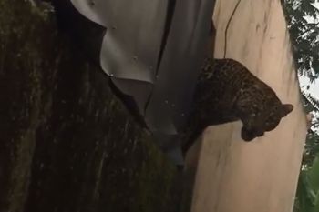 Dua warga luka akibat macan tutul masuk permukiman Kabupaten Bandung