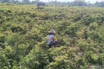 Permintaan MBG tinggi, BI Bali prediksi inflasi 0,12--0,18 persen pada 2026