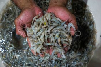 KKP menyiapkan strategi memperluas akses pasar produk perikanan pada 2026