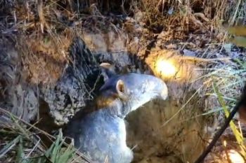 BKSDA Jambi evakuasi tapir yang terjebak di sumur Kawasan Candi Muarajambi