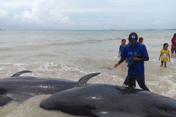 Indonesia rescues 34 stranded pilot whales in East Nusa Tenggara