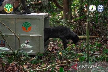 Malayan sun bear rescued from poacher trap released in W Kalimantan