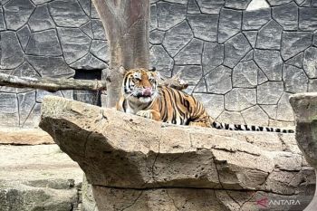 Wali Kota Bandung evaluasi tata kelola Bandung Zoo usai dua harimau Benggala mati