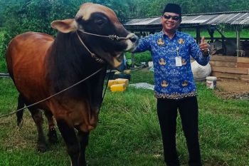 President Prabowo donates Eid al-Adha cow to Natuna Riau Island