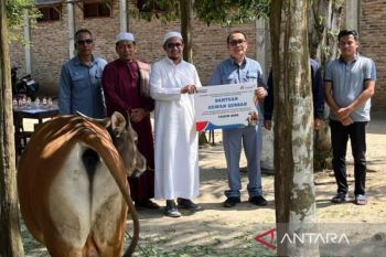 Sambut Idul Adha, Inalum salurkan 107 hewan kurban di Sumatera Utara
