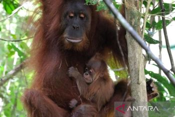Forestry Ministry reports 11,694 Sumatran orangutans in survey
