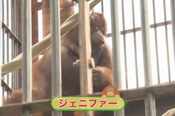 Orangutan Jennifer, Hayato pererat persahabatan Indonesia-Jepang
