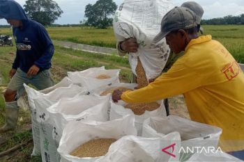 Penajam mitigasi musim kemarau dengan percepatan tanam padi
