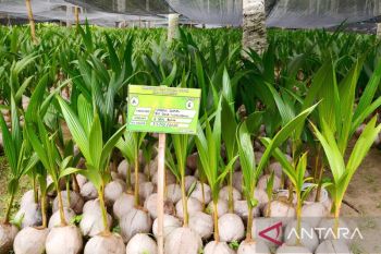 Indonesia targets 151,554 hectares for coconut downstreaming in 2026