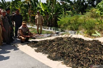 Pemkab Lamongan arahkan petani tadah hujan guna jaga produktivitas