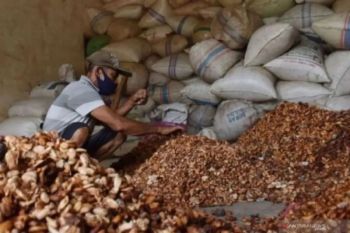Indonesia revamps cocoa sector to boost yields, downstreaming