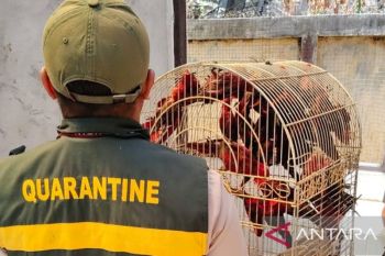 BKHIT Maluku gagalkan penyelundupan 40 nuri paruh bengkok bersama seorang penumpang