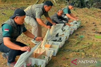 BKSDA Jambi dan Flight gagalkan penyelundupan 198 ekor burung