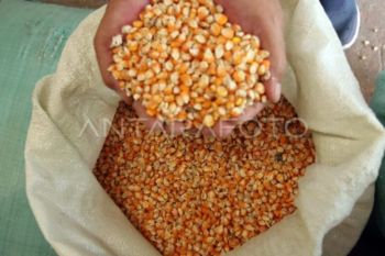 Bulog Sumut: Penyaluran  jagung SPHP ke peternak capai 1.111 ton