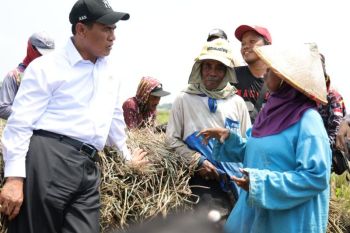 Mentan Amran, dua tahun berkinerja terbaik di Kabinet Merah Putih