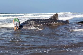 Kepolisian Resor Jembrana amankan hiu paus terdampar di pantai Kecamatan Pekutatan