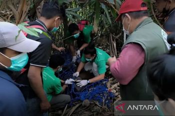 BKSDA Kaltim evakuasi orang utan kurus di Desa Menamang Kanan