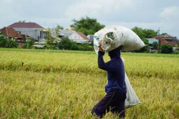 Bulog Jatim sumbang hampir 25 persen pengadaan beras nasional