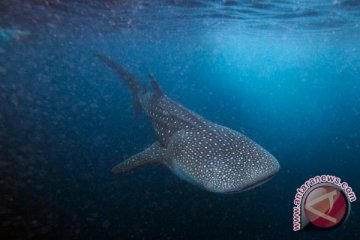 10 Hiu Paus Teridentifikasi Di Talisayan Kaltim Antara News