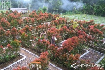 Desa Wisata Serang Purbalingga Siapkan Taman Labirin