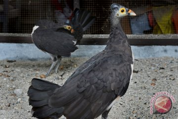 Burung Maleo Di Penangkaran Sempat Berhasil Bertelur Antara News