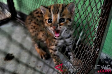 Kucing Hutan Resahkan Peternak Ayam Di Lebak Antara News