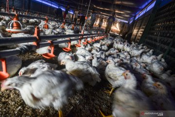 Kementan Sebut Harga Ayam Di Tingkat Peternak Mulai Naik Antara News