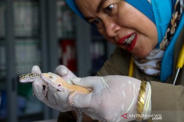 Tokek impor serahan warga ke BKSDA Aceh