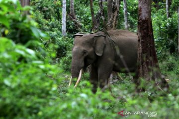 Gajah Jinak CRU Sampoiniet